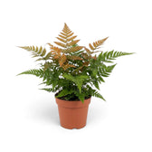Dryopteris erythrosora with arching green fronds and upright copper new growth