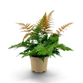 Full Dryopteris erythrosora with green fronds and copper tips in a light nursery pot