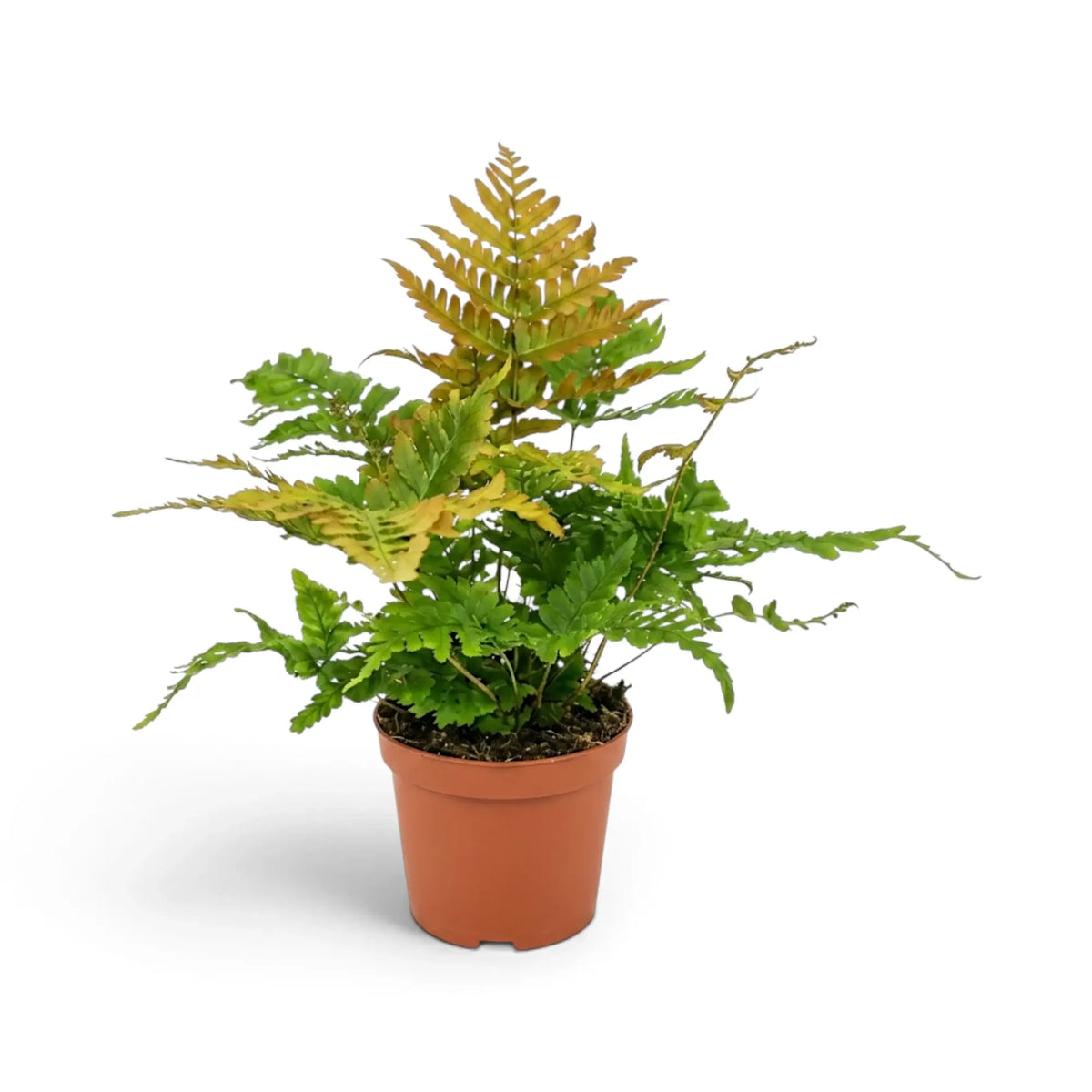 Compact Dryopteris erythrosora with layered green and copper fronds