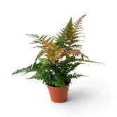 Dryopteris erythrosora with green fronds and copper-red new growth in a nursery pot