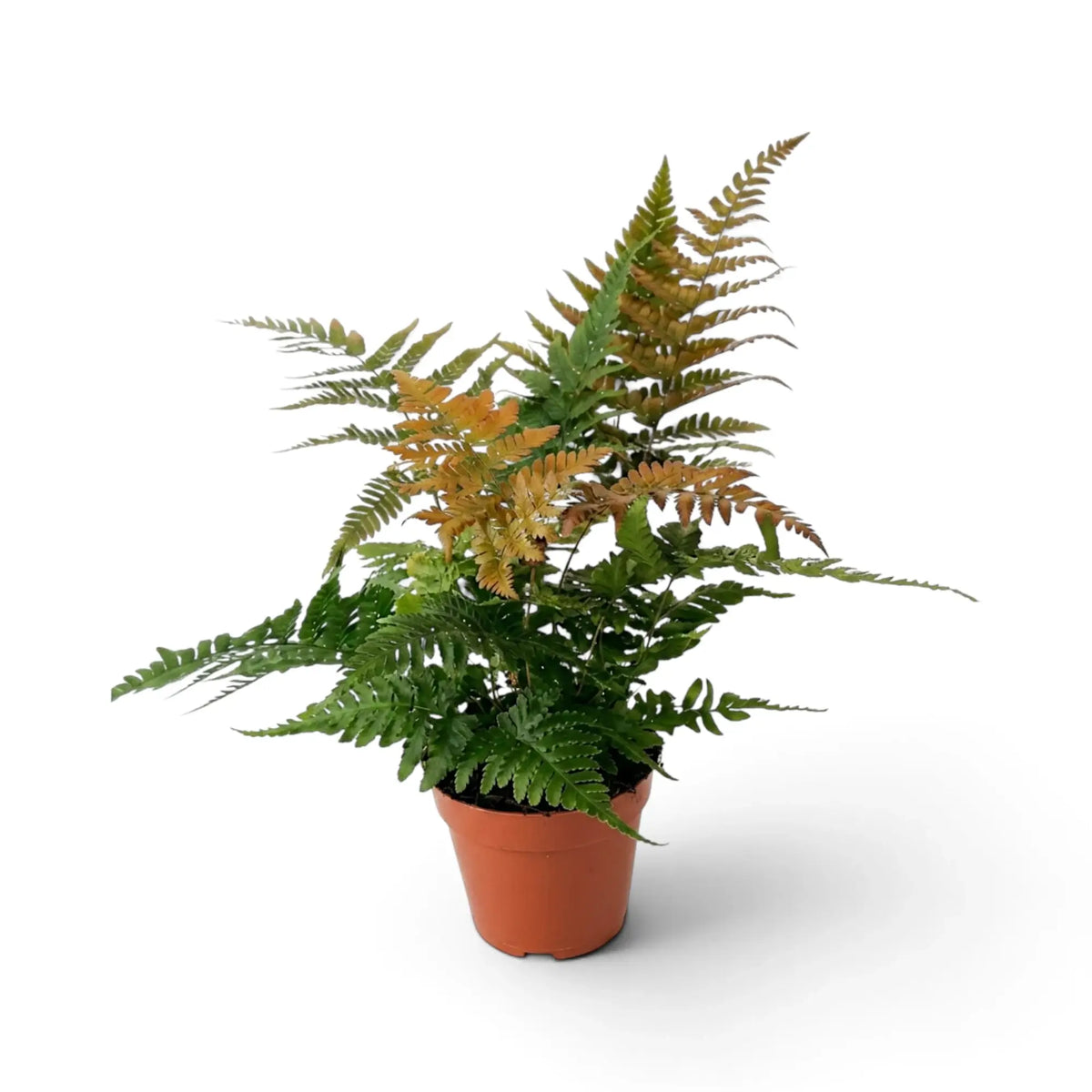 Dryopteris erythrosora with green fronds and copper-red new growth in a nursery pot