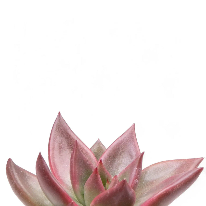 Nahaufnahme eines Blatts von Echeveria agavoides 'Mars Galaxy' vor weißem Hintergrund.