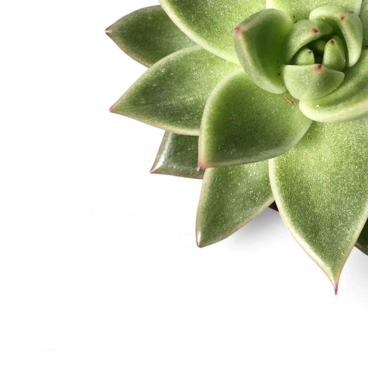 Echeveria agavoides 'Miranda' close-up of leaf on white background.