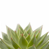 Echeveria agavoides 'Pluto Galaxy' – Blattdetail vor weißem Hintergrund..