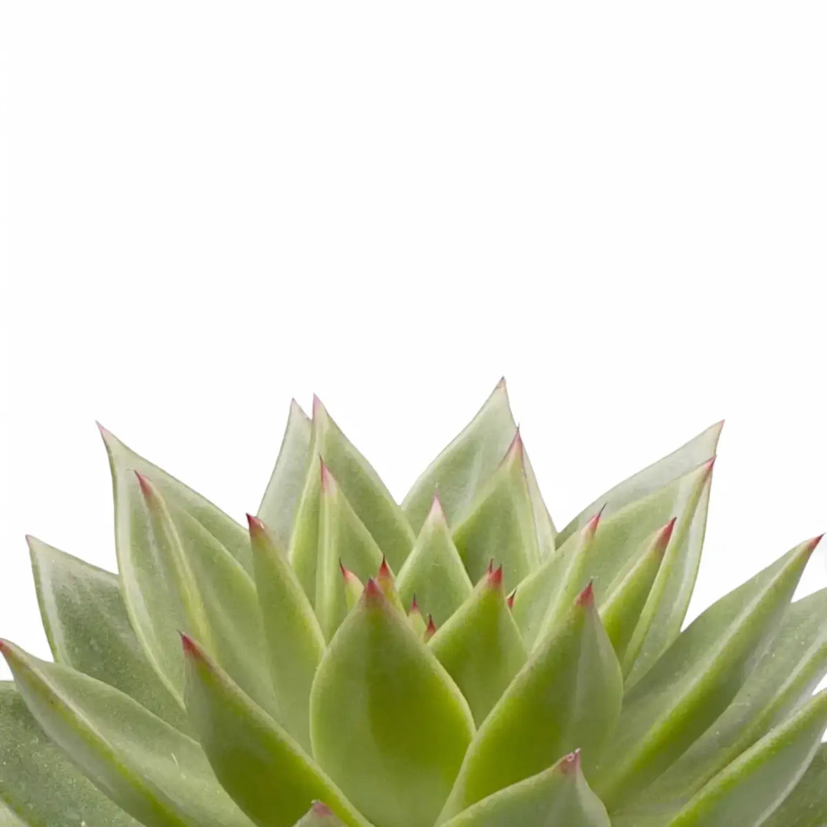 Nahaufnahme eines Blatts von Echeveria agavoides 'Pluto Galaxy' vor weißem Hintergrund.