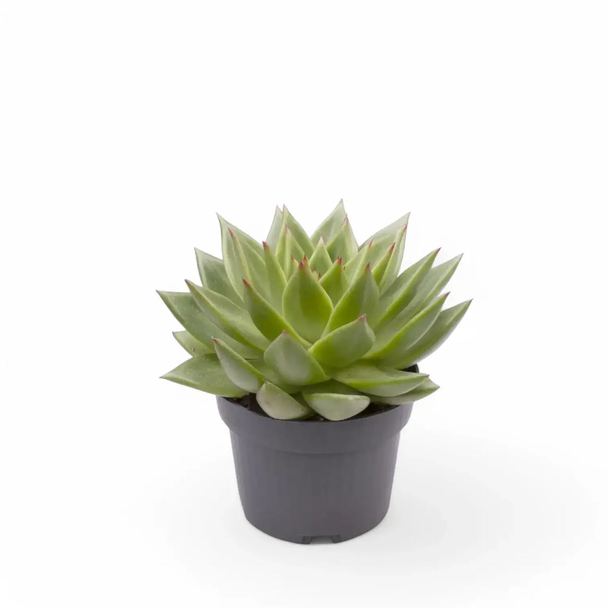 Echeveria agavoides 'Pluto Galaxy' – Topfpflanze im Kulturtopf vor weißem Hintergrund, Produktfoto 2.