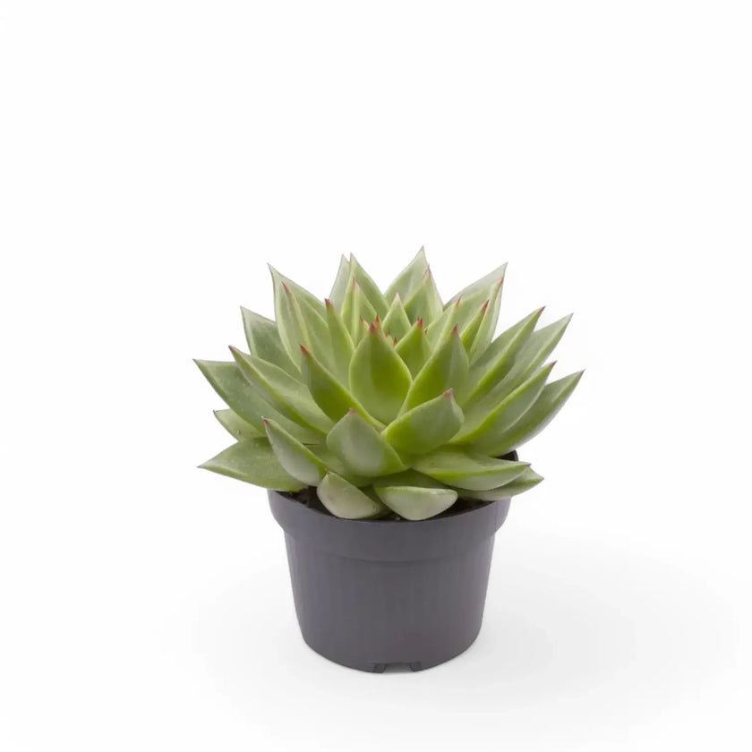 Echeveria agavoides 'Pluto Galaxy' – Topfpflanze im Kulturtopf vor weißem Hintergrund, Produktfoto 2.