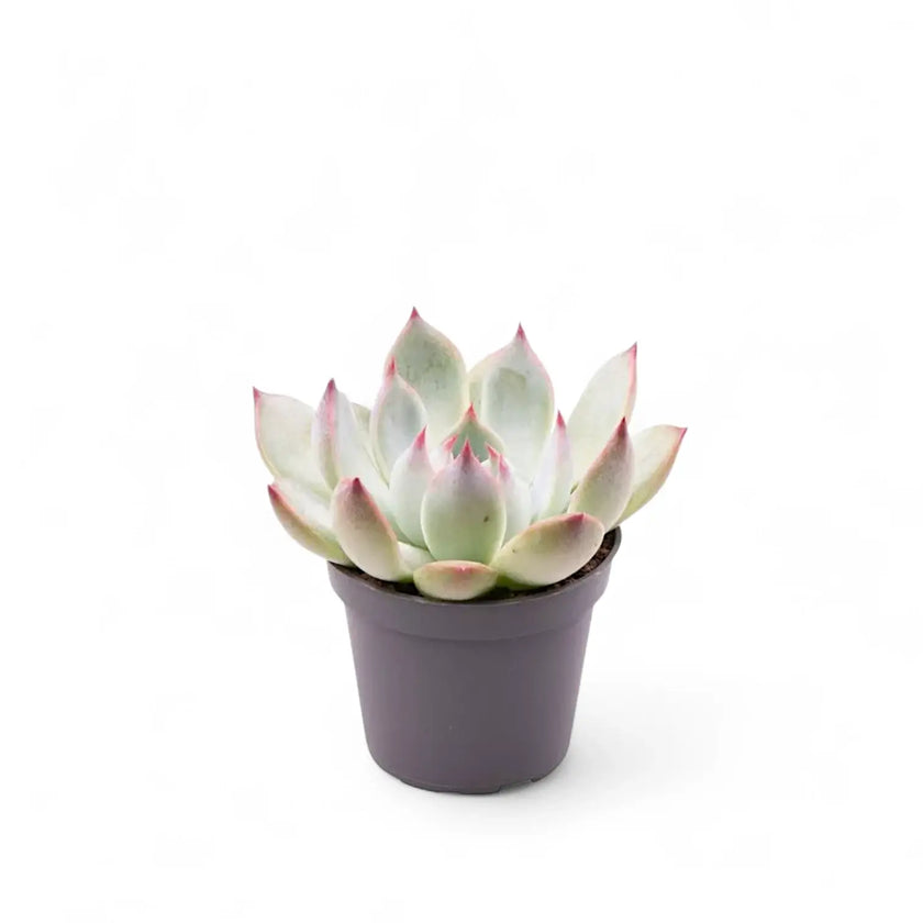 Echeveria chihuahuaensis – Topfpflanze im Kulturtopf vor weißem Hintergrund, Produktfoto 2.