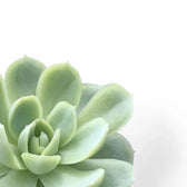 Echeveria elegans close-up of leaf on white background.