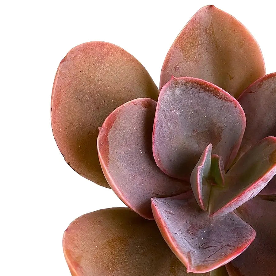 Echeveria gibbiflora 'Metallica' – Blattdetail vor weißem Hintergrund..