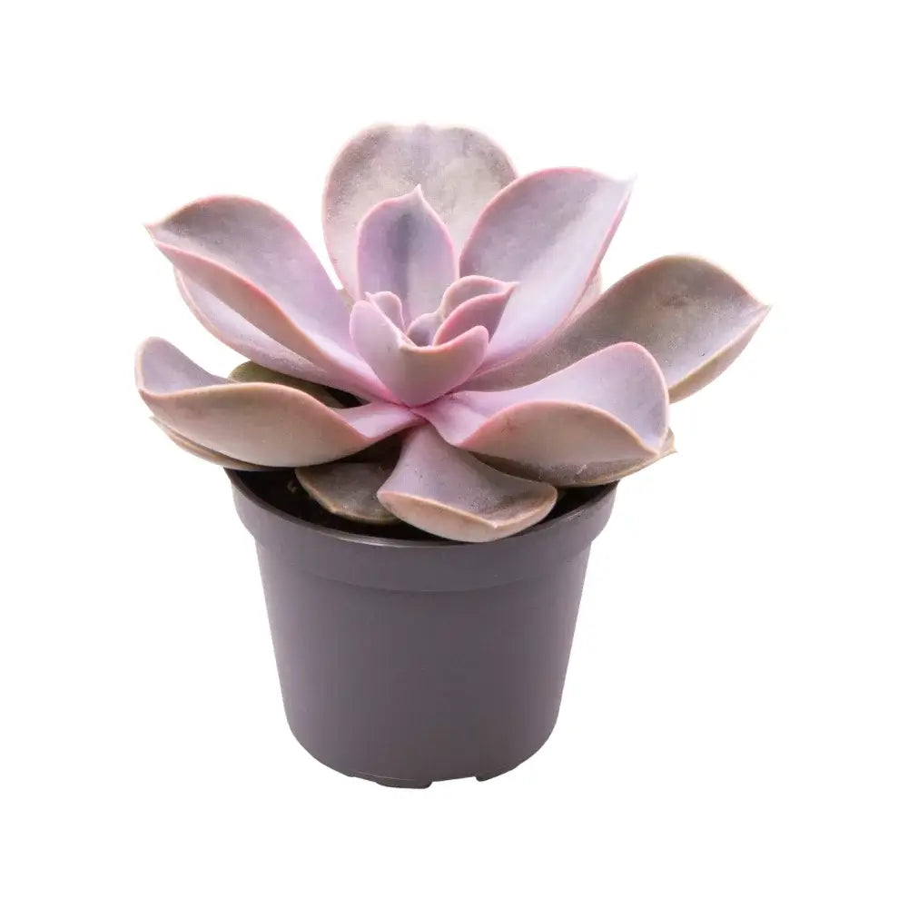 Echeveria gibbiflora 'Metallica' – Topfpflanze im Kulturtopf vor weißem Hintergrund, Produktfoto 2.