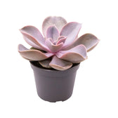 Echeveria gibbiflora 'Metallica' – Topfpflanze im Kulturtopf vor weißem Hintergrund, Produktfoto 2.