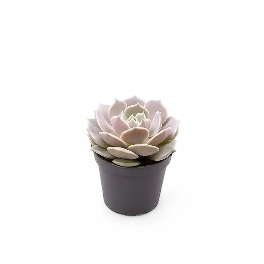 Echeveria 'Lola' Zimmerpflanze im Anzuchttopf vor weißem Hintergrund, Produktfoto 2.