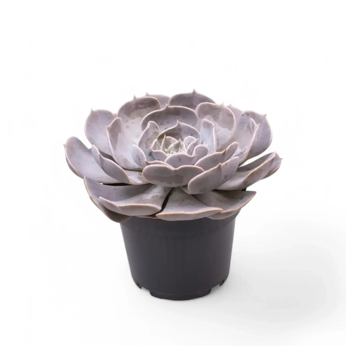 Echeveria 'Pollux' Zimmerpflanze im Anzuchttopf vor weißem Hintergrund, Produktfoto 2.