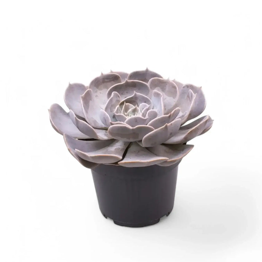 Echeveria 'Pollux' Zimmerpflanze im Anzuchttopf vor weißem Hintergrund, Produktfoto 2.