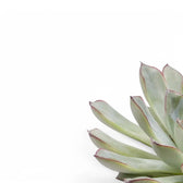 Echeveria pulidonis – Blattdetail vor weißem Hintergrund..