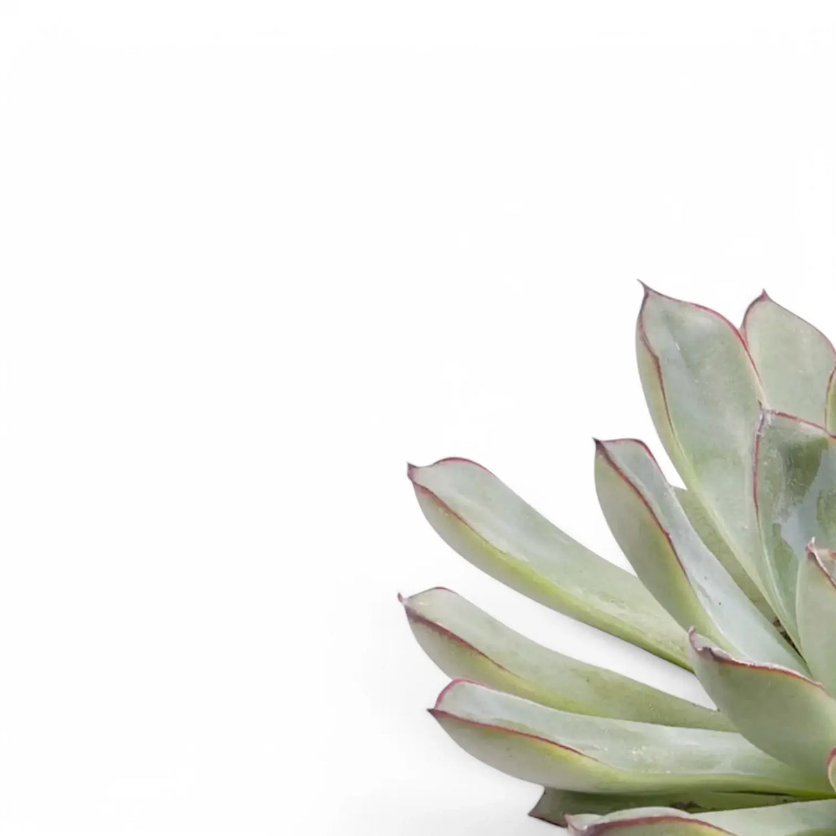 Nahaufnahme eines Blatts von Echeveria pulidonis vor weißem Hintergrund.