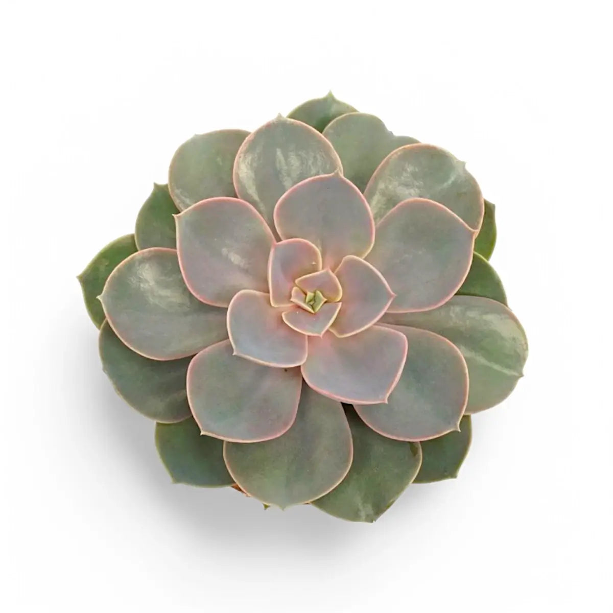 Echeveria 'Purple Pearl' (auch bekannt als 'Perle von Nürnberg') – Topfpflanze im Kulturtopf vor weißem Hintergrund, Produktfoto 2.