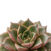 Mottled pointed leaves in an Echeveria purpusiorum rosette