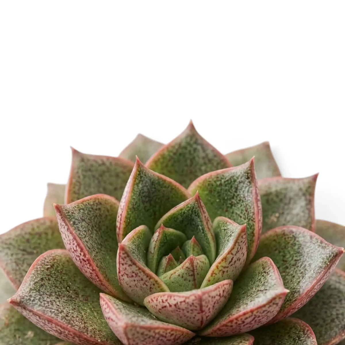 Mottled pointed leaves in an Echeveria purpusiorum rosette