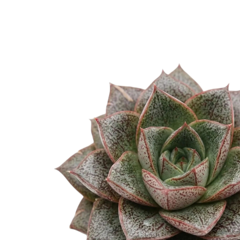 Mottled pointed leaves in an Echeveria purpusiorum rosette
