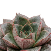 Mottled pointed leaves in an Echeveria purpusiorum rosette