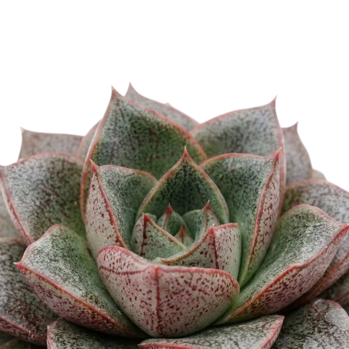Mottled pointed leaves in an Echeveria purpusiorum rosette