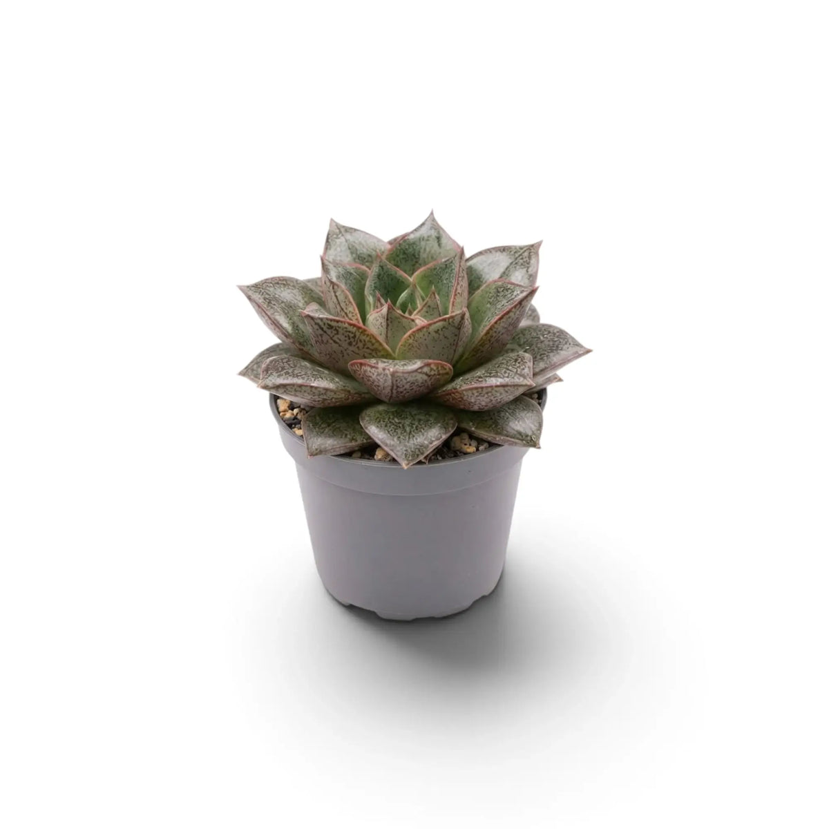 Echeveria purpusiorum rosette with mottled pointed leaves in a nursery pot