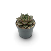 Echeveria purpusiorum rosette with mottled pointed leaves in a nursery pot
