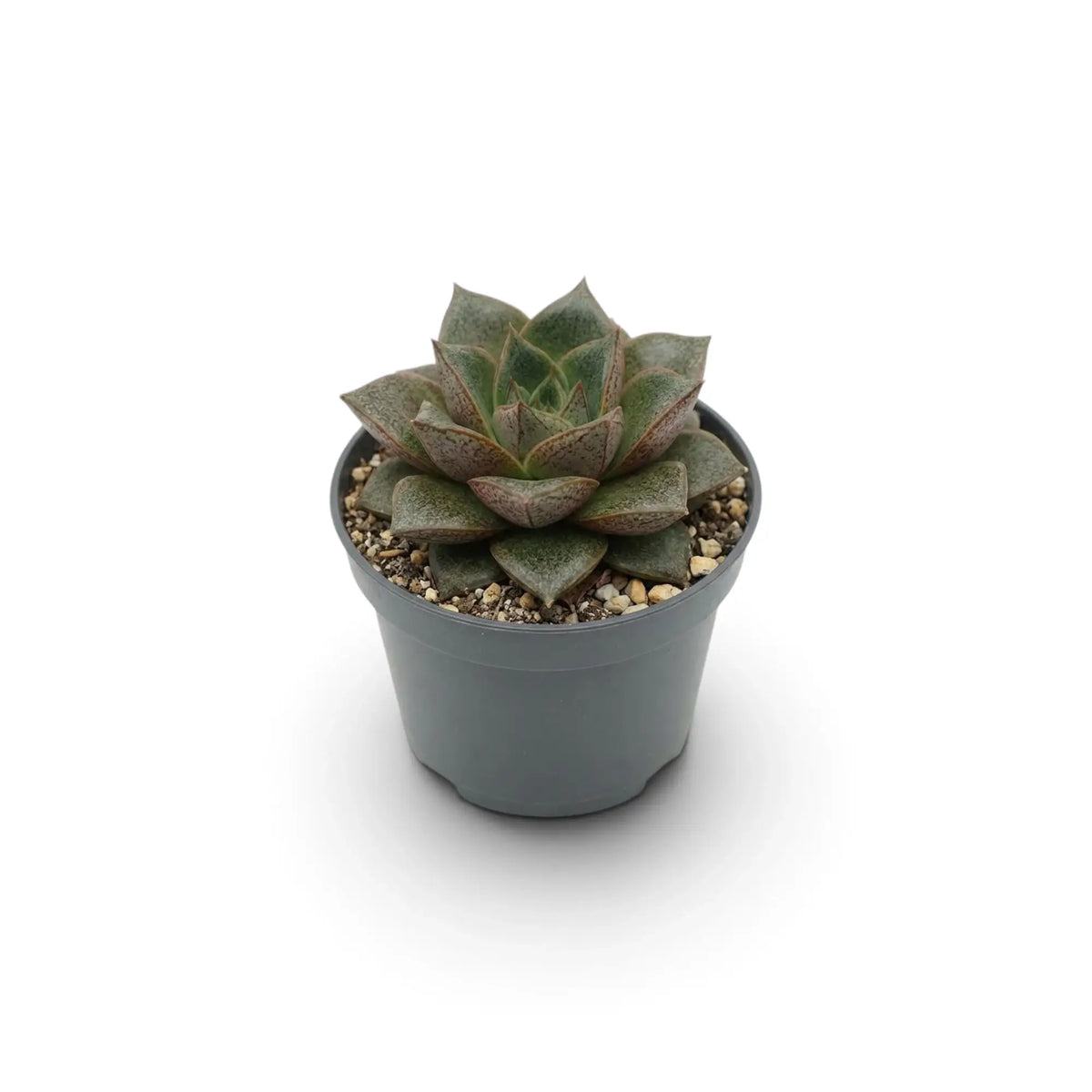 Echeveria purpusiorum rosette with mottled pointed leaves in a nursery pot