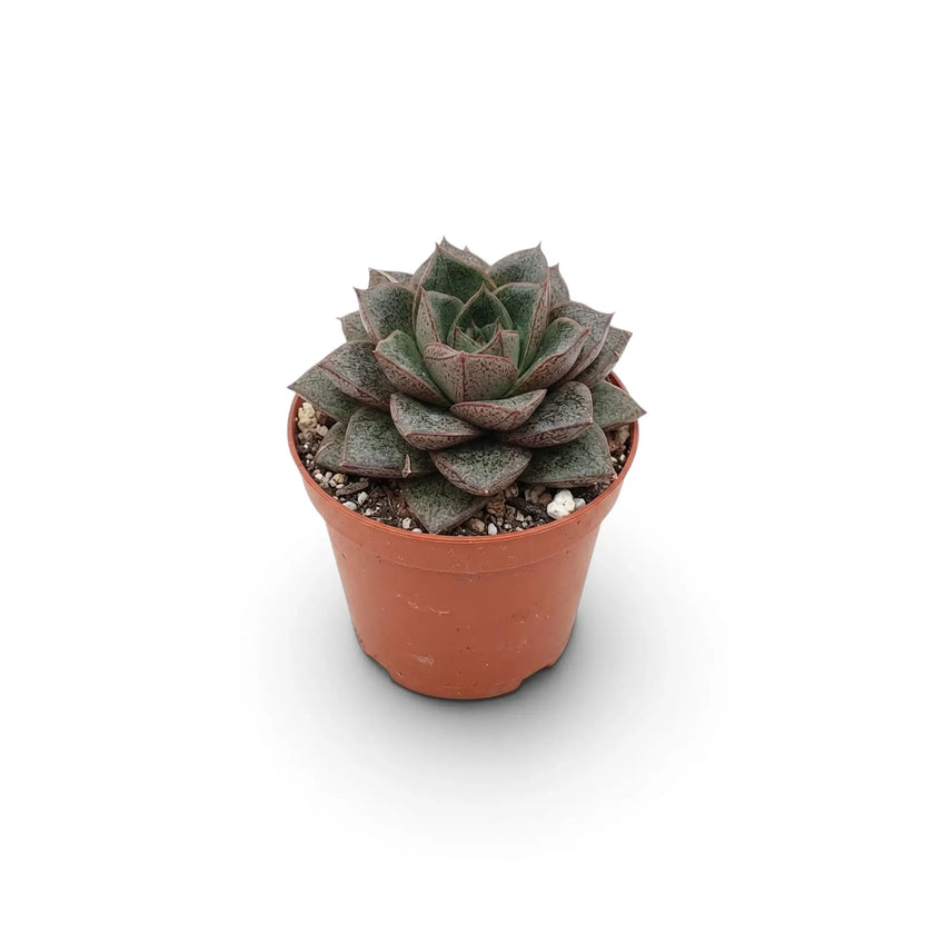 Echeveria purpusiorum rosette with mottled pointed leaves in a nursery pot