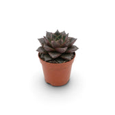 Echeveria purpusiorum rosette with mottled pointed leaves in a nursery pot