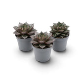 Echeveria purpusiorum rosette with mottled pointed leaves in a nursery pot