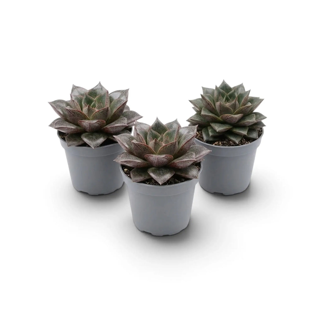 Echeveria purpusiorum rosette with mottled pointed leaves in a nursery pot