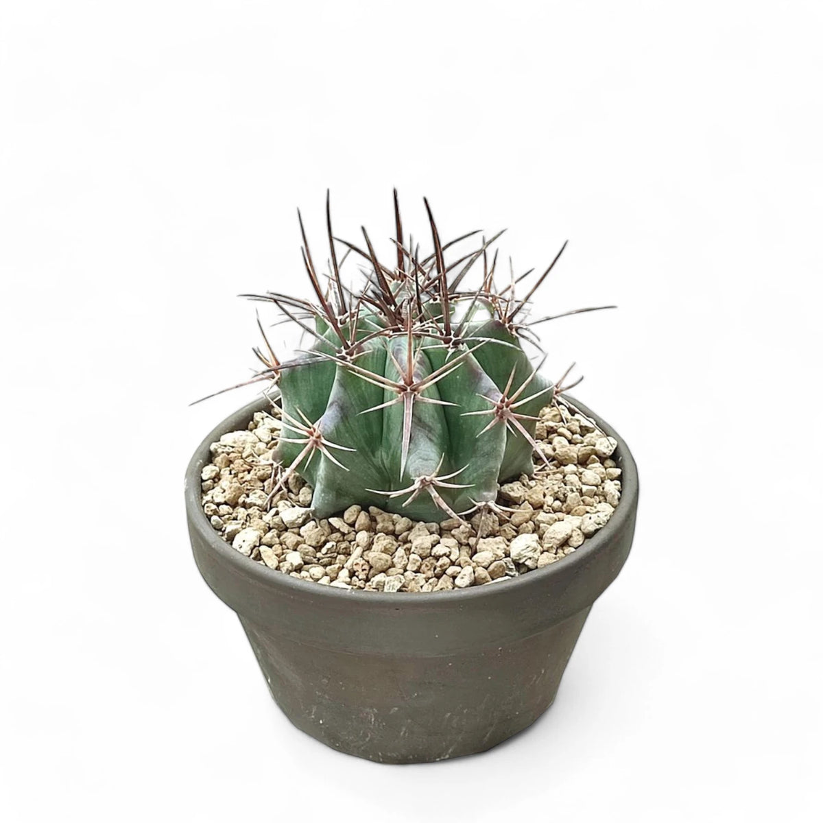 Echinocactus platyacanthus potted plant in nursery pot on white background.