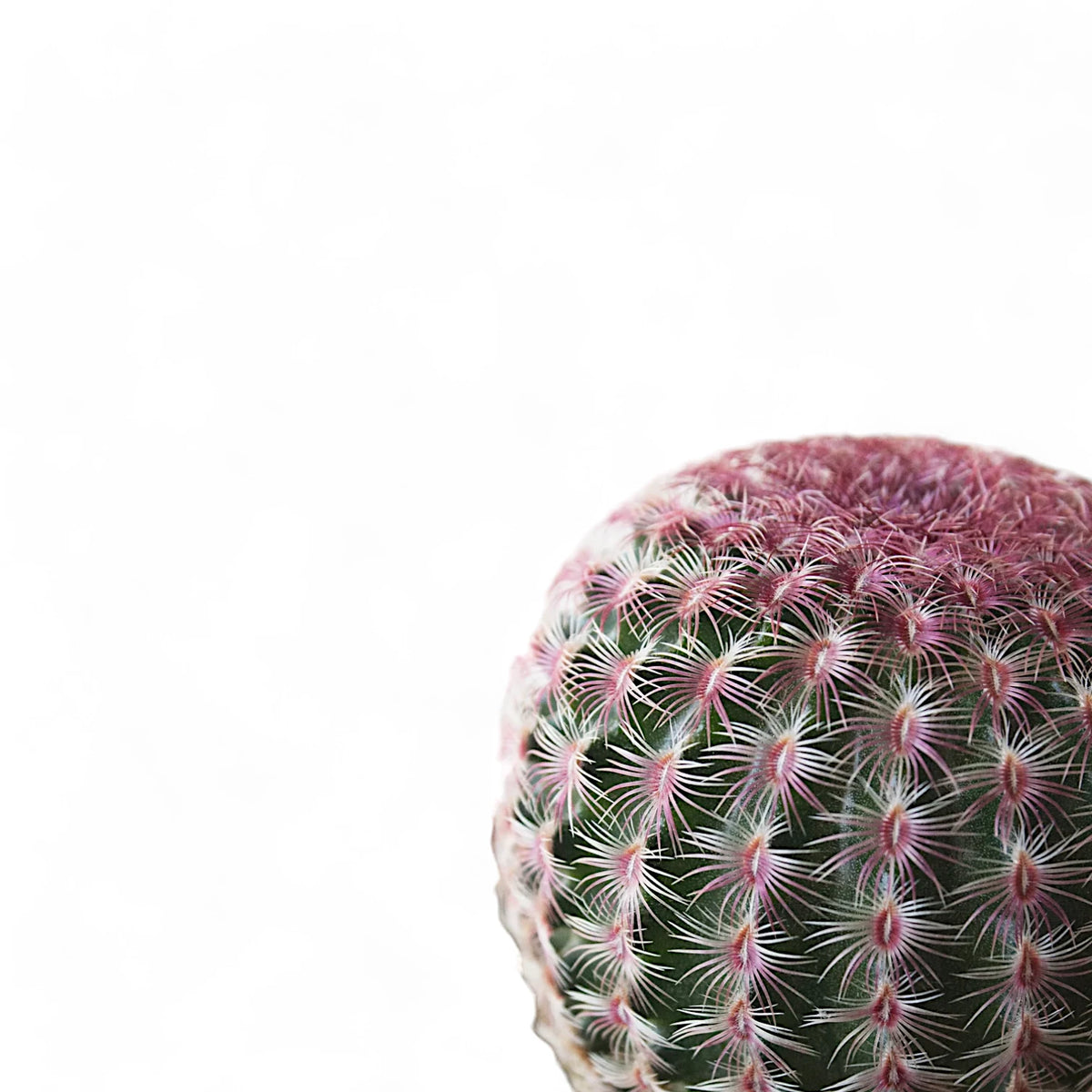 Echinocereus pectinatus close-up of leaf on white background.