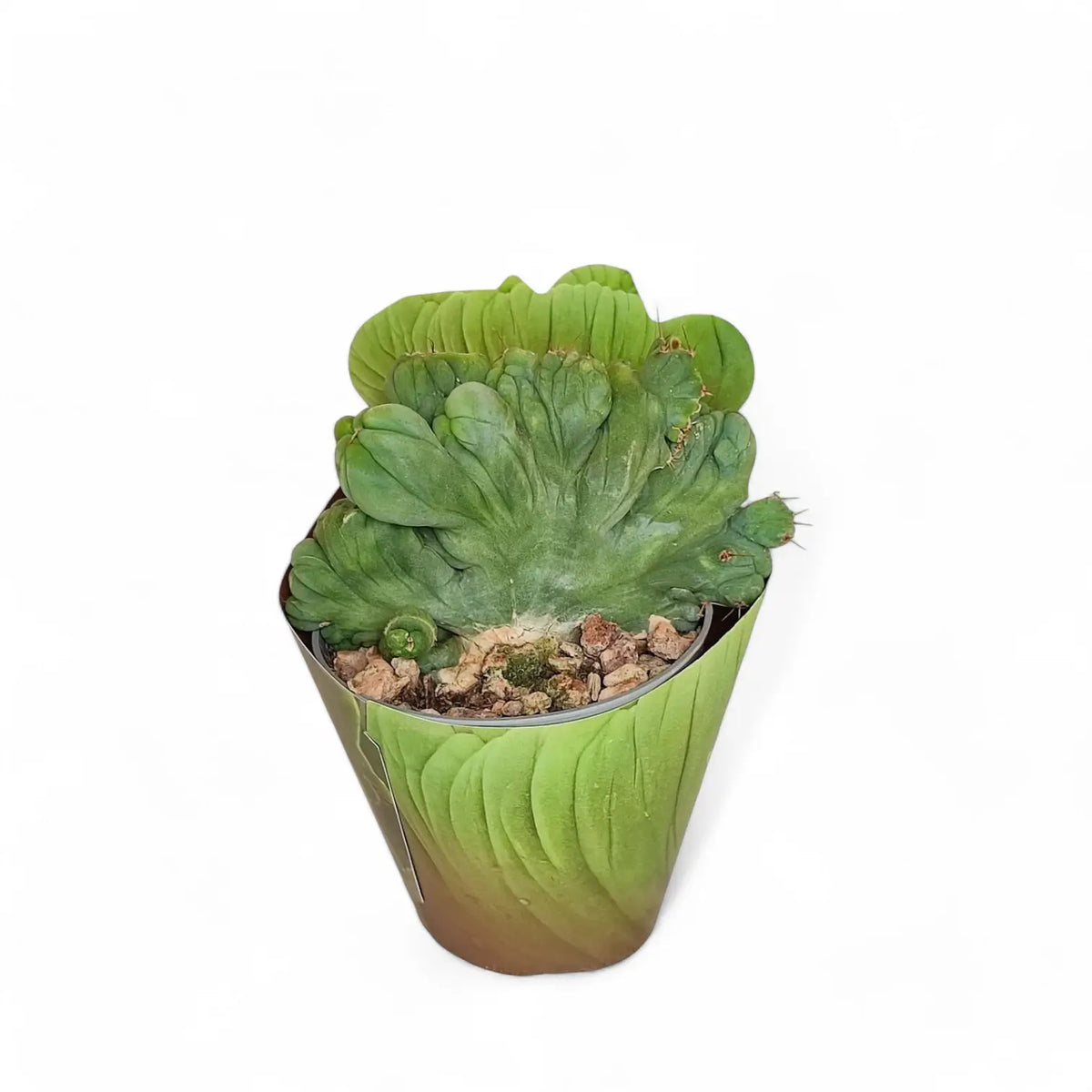 Echinopsis lageniformis f. monstruosa cristata potted plant in nursery pot on white background.