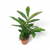 Elettaria cardamomum potted plant in nursery pot on white background.