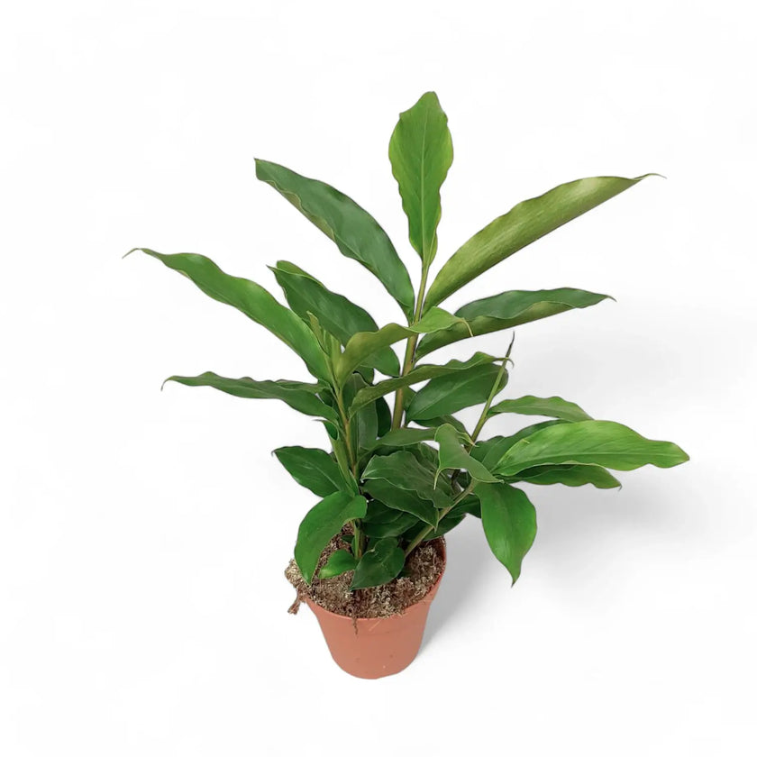 Elettaria cardamomum potted plant in nursery pot on white background.