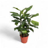 Elettaria cardamomum potted plant in nursery pot on white background.