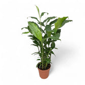 Elettaria cardamomum potted plant in nursery pot on white background.
