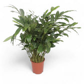 Elettaria cardamomum potted plant in nursery pot on white background.
