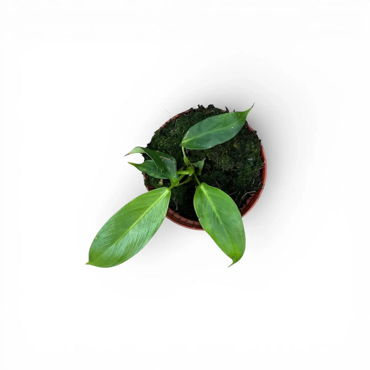 Philodendron patriciae potted plant in nursery pot on white background.