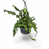 Epiphyllum guatemalense potted plant in nursery pot on white background.