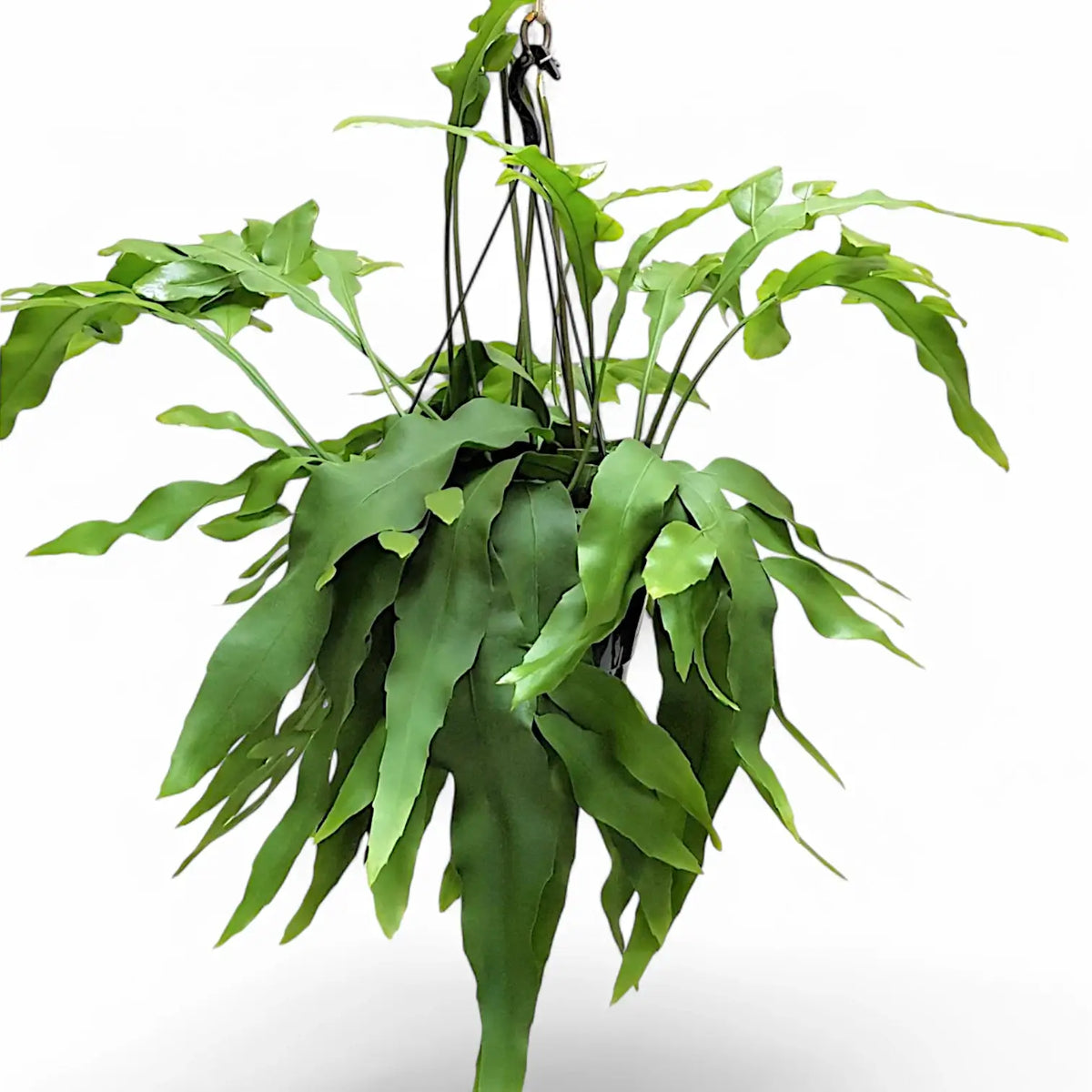 Epiphyllum oxypetalum potted plant in nursery pot on white background.