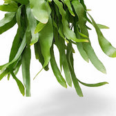 Epiphyllum pumilum – Blattdetail vor weißem Hintergrund..