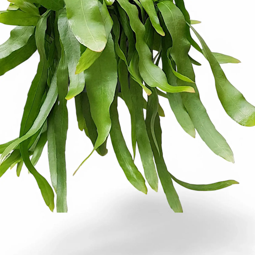 Epiphyllum pumilum close-up of leaf on white background.