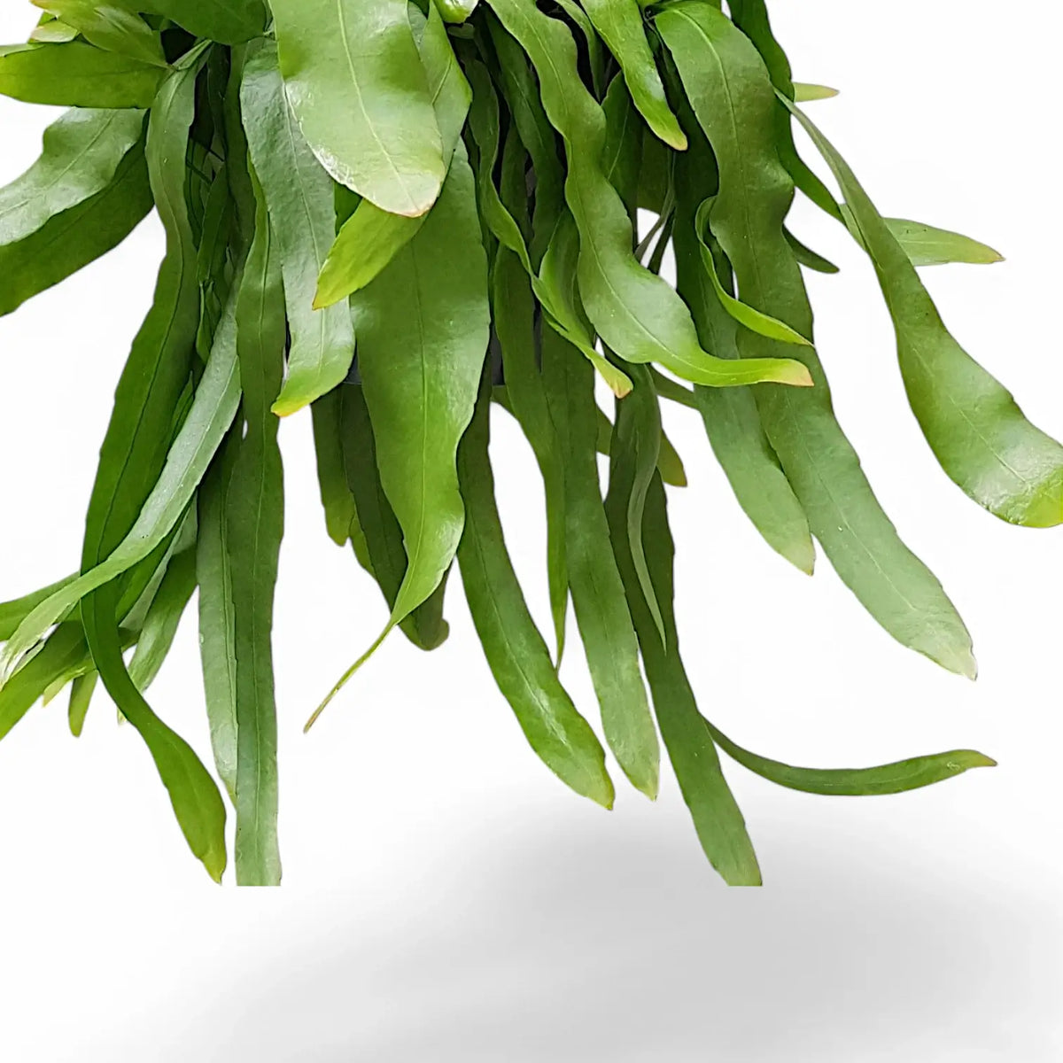 Nahaufnahme eines Triebs von Epiphyllum pumilum vor weißem Hintergrund.