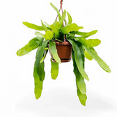 Epiphyllum pumilum – Topfpflanze im Kulturtopf vor weißem Hintergrund, Produktfoto 2.
