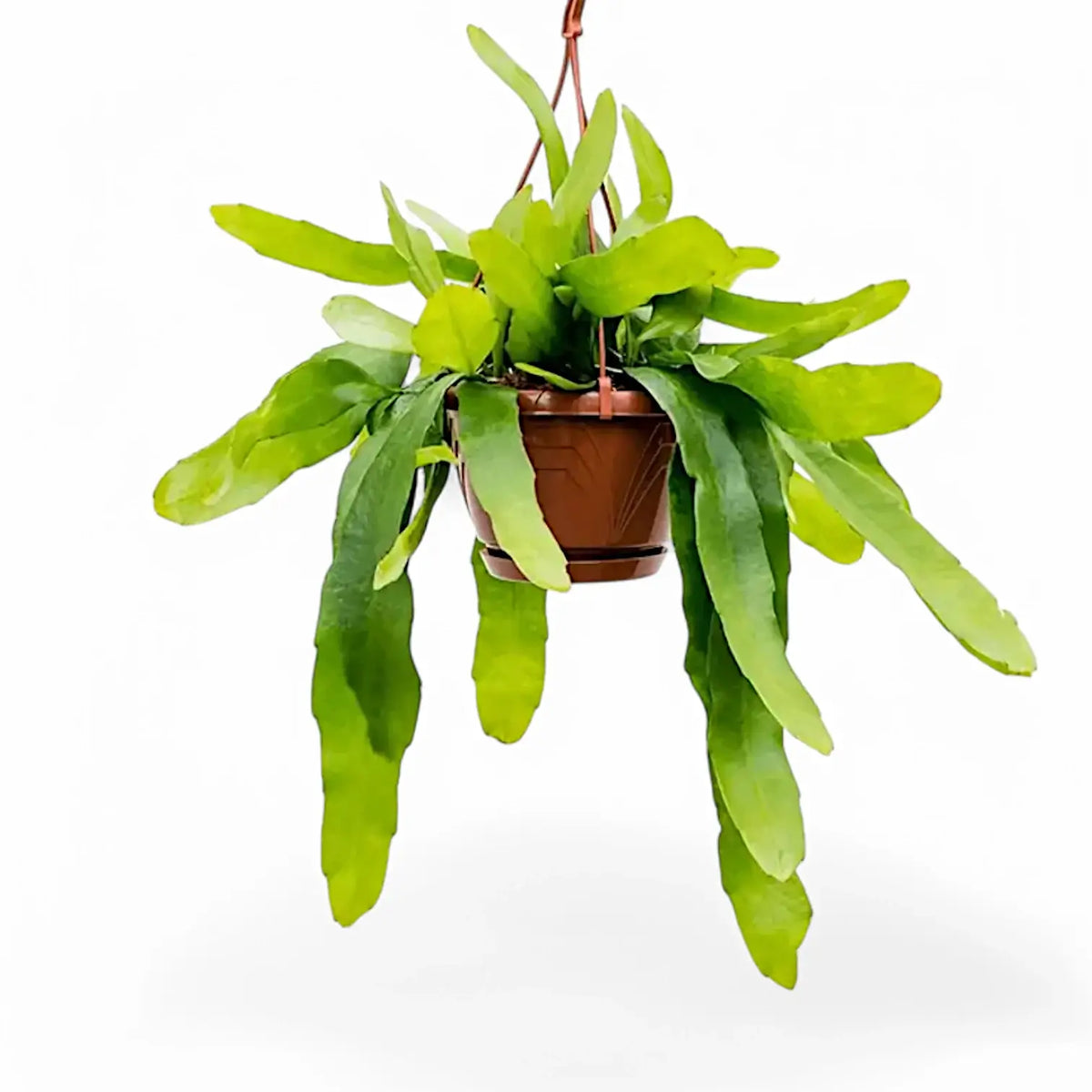 Epiphyllum pumilum – Topfpflanze im Kulturtopf vor weißem Hintergrund, Produktfoto 2.